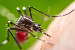 6.8.17-mosquito-300x200